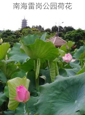 南海雷岗公园荷花