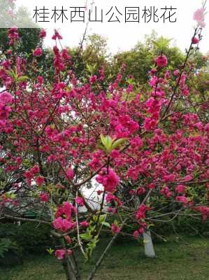 桂林西山公园桃花