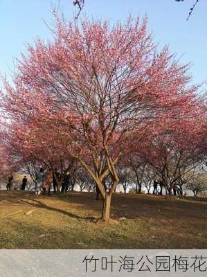 竹叶海公园梅花