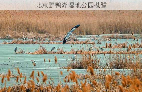 北京野鸭湖湿地公园苍鹭