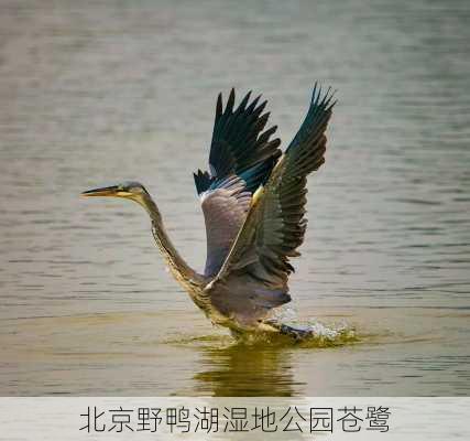 北京野鸭湖湿地公园苍鹭