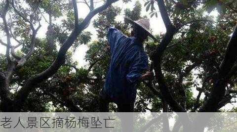 老人景区摘杨梅坠亡